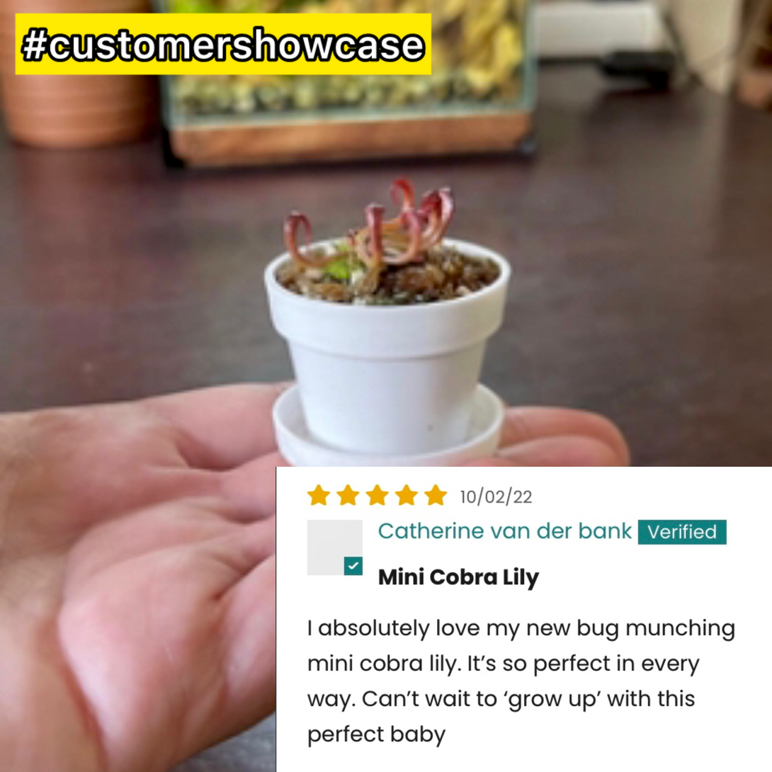 Bug-munching minis for connoisseurs 5 Star Review for Cobra Lily Carnivorous plant seedlings for sale online at Cultivo Carnivores South Africa