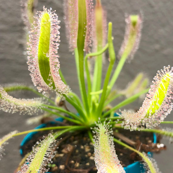 SUNDEW: Drosera Capensis f. Alba (various sizes)