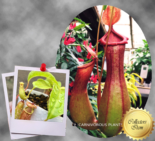 TROPICAL PITCHER PLANT: Nepenthes DeRoose Alata: Ventricosa x Alata for sale | Buy carnivorous plants and seeds online @ South Africa's leading online plant nursery, Cultivo Carnivores