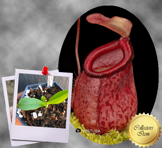 TROPICAL PITCHER PLANT 🌟 Nepenthes Ventricosa x Undulatifolia ~ Seed grown * Wistuba, Germany 💎 Collectors Item