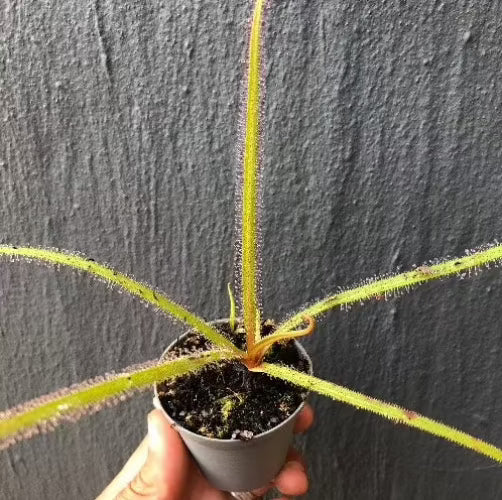 Drosera Regia high altitude form - Rare carnivorous sundew plant from Bains Kloof, South Africa