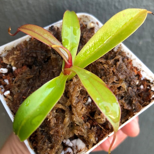 TROPICAL PITCHER PLANT 🌟 Nepenthes Ventricosa x Spectabilis * Borneo Exotics * Carnivorous plants for sale South Africa