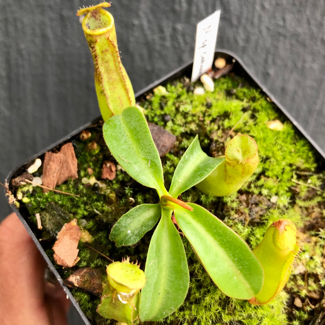 TROPICAL PITCHER PLANT: Nepenthes Cornuta (Mindanao, Philippines) * Clone 1 * Wistuba, Germany * Carnivorous plants for sale South Africa