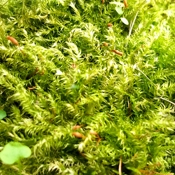 OPEN TERRARIUM MOSS ~ Limited release