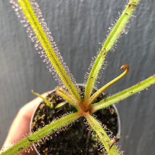 Drosera Regia high altitude form - Rare carnivorous sundew plant from Bains Kloof, South Africa