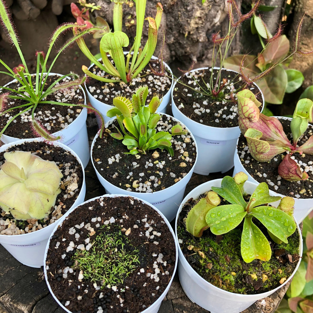 Buy venus fly traps and other carnivorous plants for beginners in South Africa. Full range for sale online - Collect all 7 species!