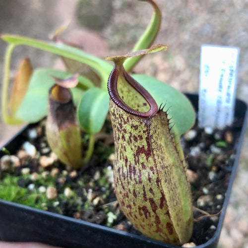 TROPICAL PITCHER PLANT: Nepenthes (Spathulata x Adnata) x Eymae (Katopasa) * Wistuba  * Carnivorous plants for sale South Africa