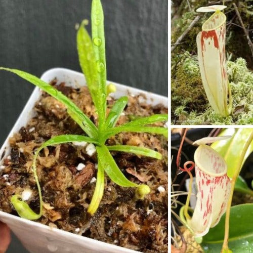 TROPICAL PITCHER PLANT 🌟 Nepenthes Glabrata Sulawesi ~ Seed grown