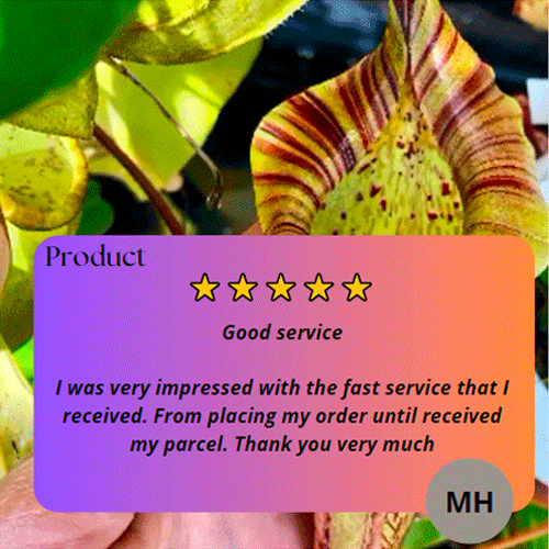 Buy tropical pitcher plants in South Africa_Online Customer Review