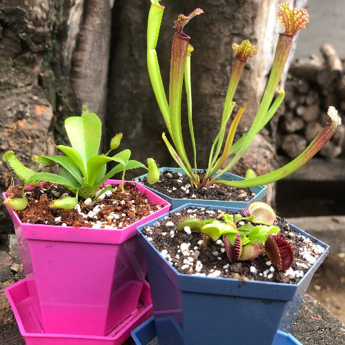 Carnivorous plants for sale at our retail partners - potted in DECO planters