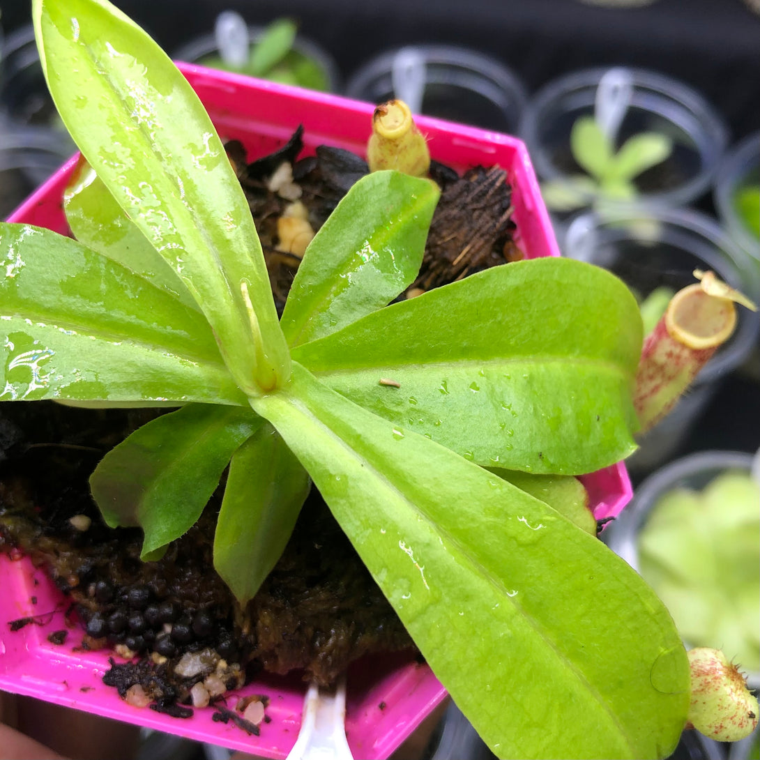 Nepenthes Mirabilis wing red x Northiana * Top view leafspan 12-14cm * Carnivorous Tropical pitcher plant (monkey cups) for sale