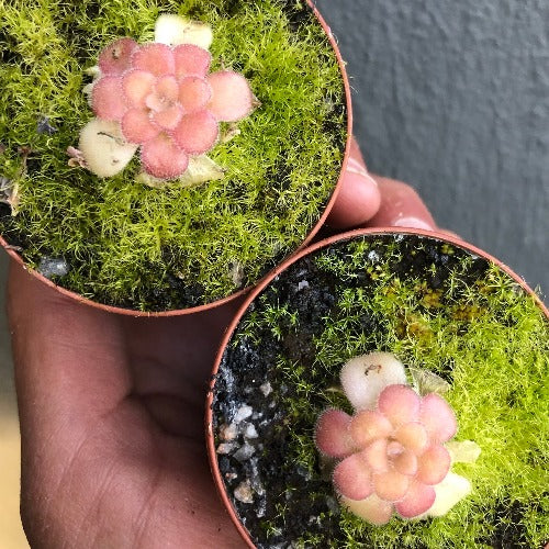 BUTTERWORT (Mexican): Pinguicula Agnata f. red leaf loc El lobo for sale | Buy carnivorous plants and seeds online @ South Africa's leading online plant nursery, Cultivo Carnivores