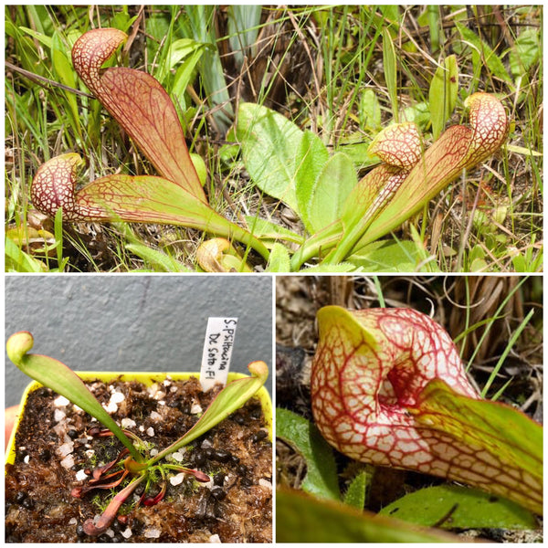 RARE! PARROT PITCHER PLANT 🌟 Sarracenia Psittacina var. okefenokeensis loc De Soto National Forest, FL * C.Klein, Germany 📏 7-10cm 🪴 Potted 💎 Collectors Item