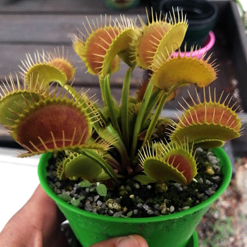 Dionaea Muscipula Venus Flytrap DC XL mature multi-crown plant in full summer growth potted in a 10cm DECO planter set _ Venus fly traps for sale @ Cultivo Carnivores South Africa