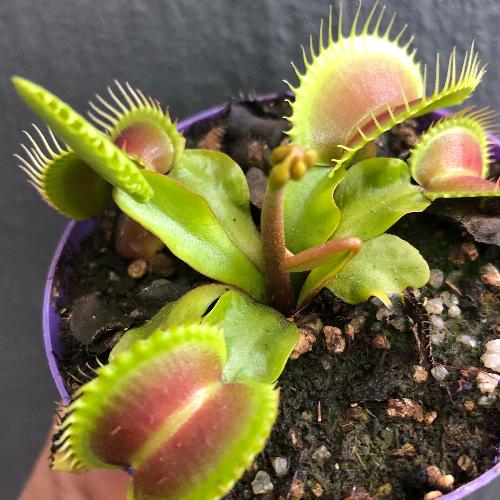 Dionaea-Muscipula-DC-XL_-Venus-fly-trap-for-sale-_-Buy-online-at-Cultivo-Carnivores-South-Africa