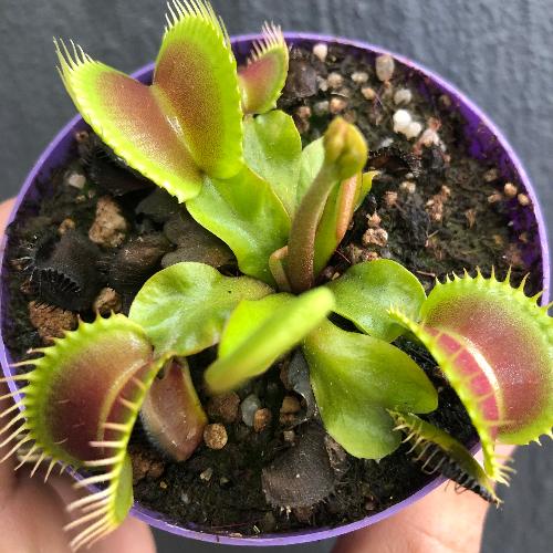 Dionaea-Muscipula-DC-XL_-Giant-variety-Venus-fly-traps-for-sale-_-Cultivo-Carnivores-South-Africa