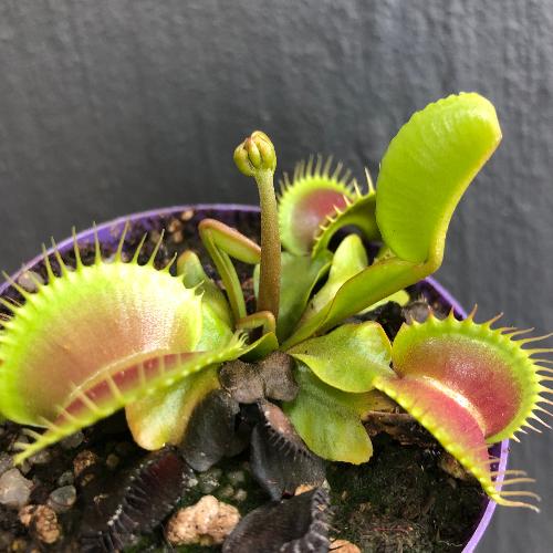 Dionaea-Muscipula-DC-XL_-Venus-fly-trap-for-sale-_-Buy-online-in-South-Africa