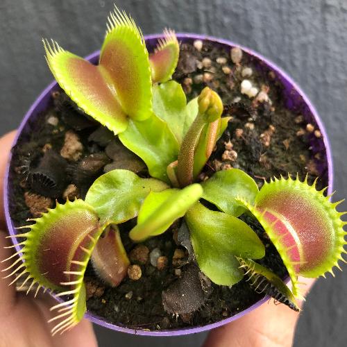 Dionaea-Muscipula-DCXL_-Venus-fly-trap-for-sale-_-Cultivo-Carnivores-South-Africa