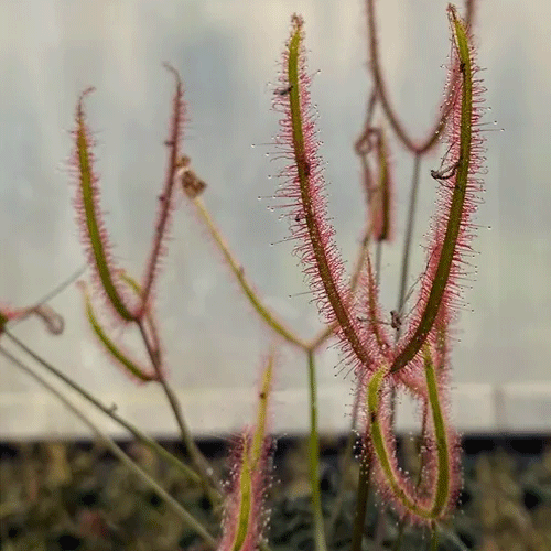 FORKLEAF SUNDEW 🌟 Drosera Binata T-form ‘Dark Web’ ex Triffid Park, Australia 📏 Mature, flowering size 💎 Collectors Item