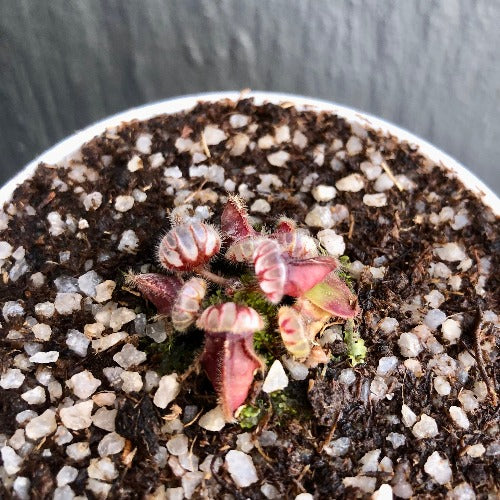 ALBANY PITCHER PLANT:  Diflora’s giant * Cephalotus Follicularis Big boy x Coal mine beach