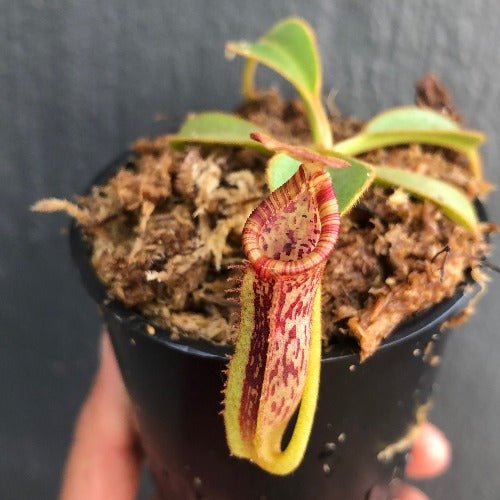 RARE! TROPICAL PITCHER PLANT 🌟 Nepenthes Platychila x Lowii * Wistuba