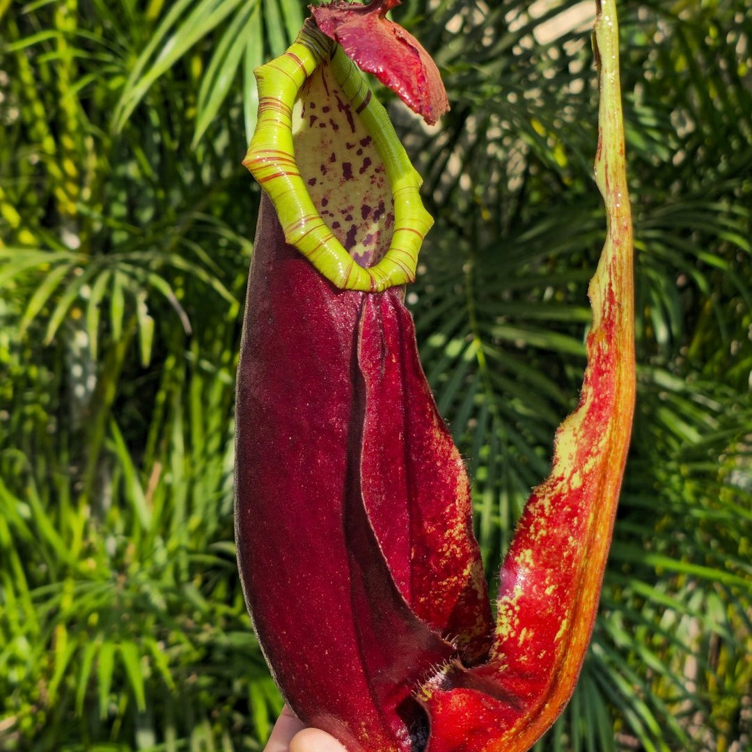 Nepenthes Mirabilis wing red x Northiana * Mature pitcher by Plantas Carnivoras * Carnivorous Tropical pitcher plant (monkey cups) for sale