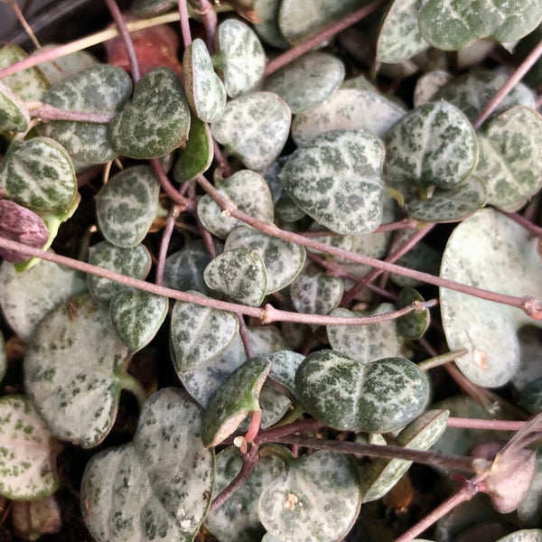 COMPANION PLANTS ⭐️ Ceropegia Woodii ~ String of Hearts 🪴 Potted