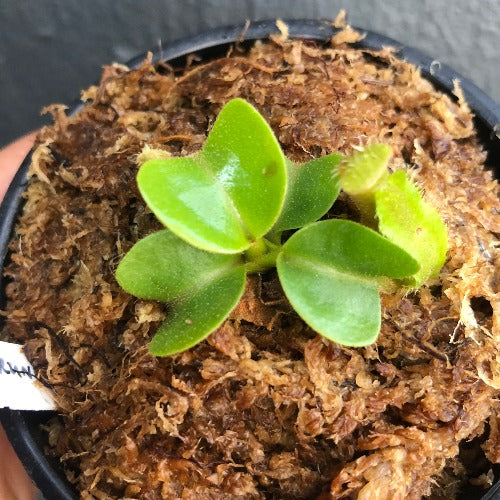 RARE! TROPICAL PITCHER PLANT 🌟 Nepenthes Truncata (Mt. Malimumu, Philippines) Seedgrown * Wistuba