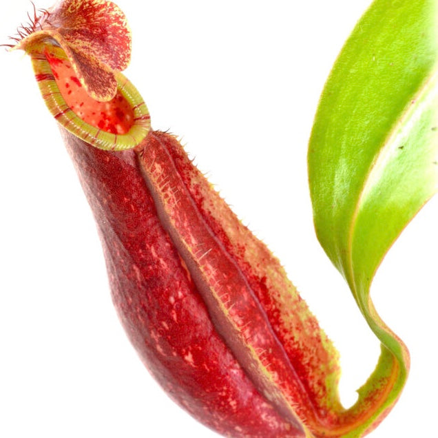 Nepenthes Mirabilis wing red x Northiana * Young pitcher with striped peristome and winged tendril * Carnivorous Tropical pitcher plant (monkey cups) for sale