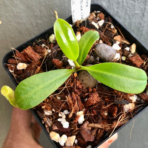 TROPICAL PITCHER PLANT 🌟 Nepenthes Truncata x (Ventricosa x Dubia) - Seedgrown * Wistuba