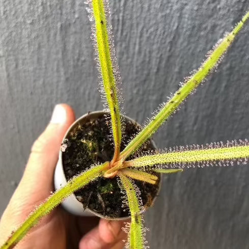 Drosera Regia high altitude form - Rare carnivorous sundew plant from Bains Kloof, South Africa