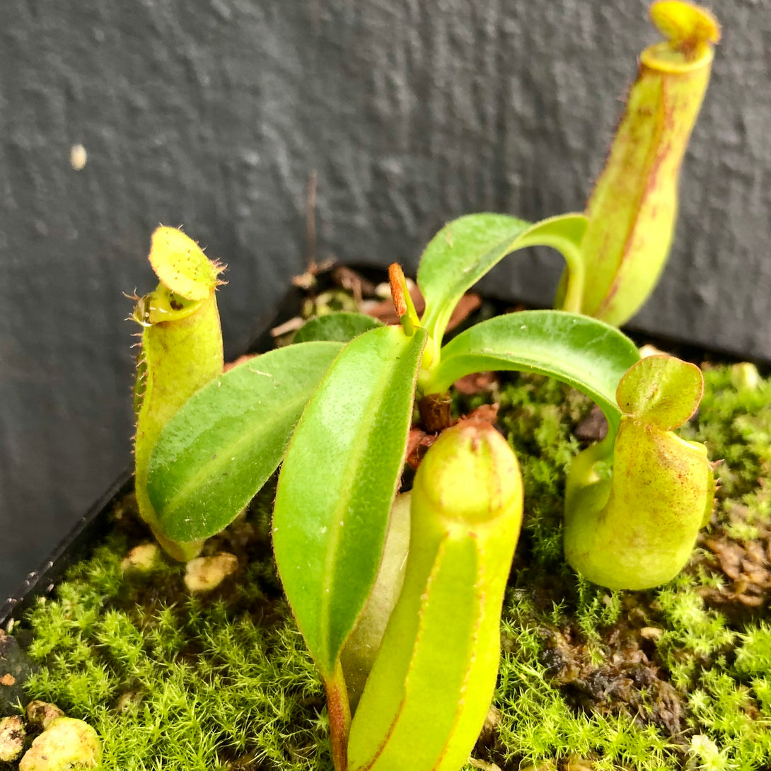 TROPICAL PITCHER PLANT: Nepenthes Cornuta (Mindanao, Philippines) * Clone 1 * Wistuba, Germany * Carnivorous plants for sale South Africa