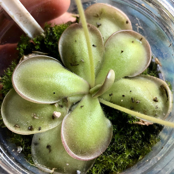 MEXICAN BUTTERWORT 🌟 Pinguicula Hemiepiphytica x Cyclosecta - Mature, Flowering size * BCP, CZ 💎 Collectors Item > Exact plant pictured