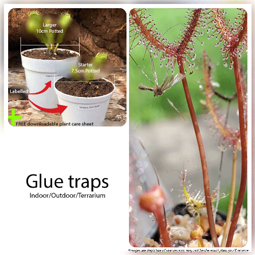 Carnivorous plants for beginners for sale - Drosera Binata Forkeaf sundew Buy online in South Africa