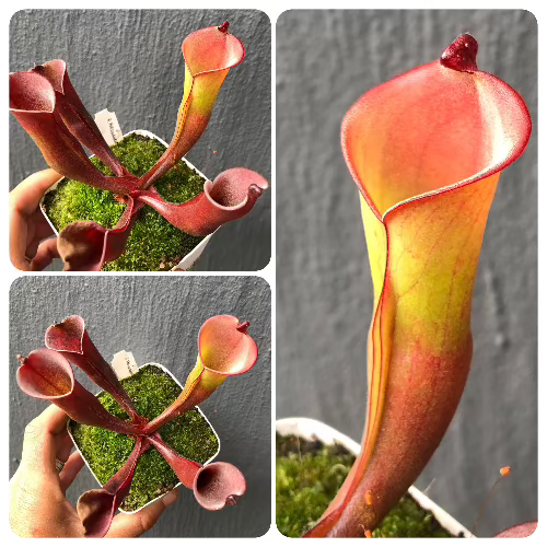 Heliamphora_Folliculata_Aparaman_Tepui_Venezuela_Clone_B_Wistuba