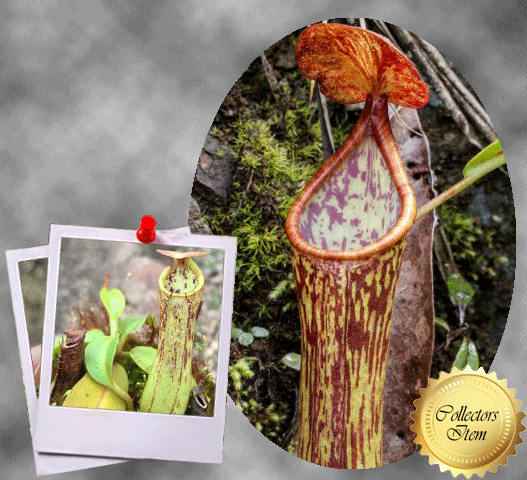 TROPICAL PITCHER PLANT: Nepenthes Cornuta (Mindanao, Philippines) * Wistuba * Carnivorous plants for sale South Africa