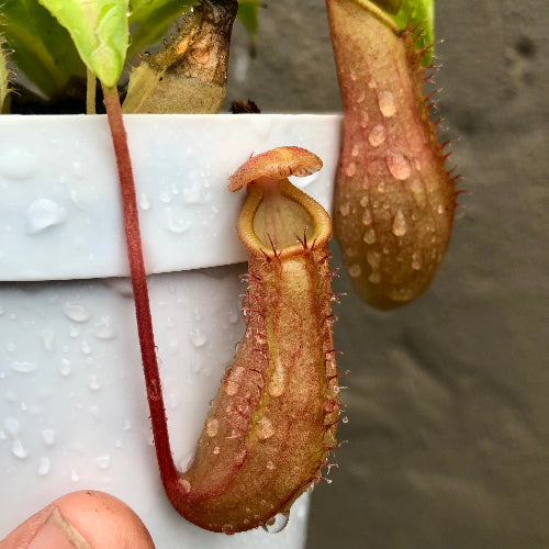 TROPICAL PITCHER PLANT: Nepenthes DeRoose Alata: Ventricosa x Alata for sale | Buy carnivorous plants and seeds online @ South Africa's leading online plant nursery, Cultivo Carnivores