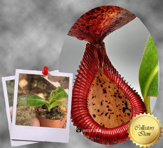 Nepenthes Glandulifera x Edwardsiana Seed grown Wistuba, Germany - Tropical pitcher plants for sale at Cultivo Carnivores South Africa