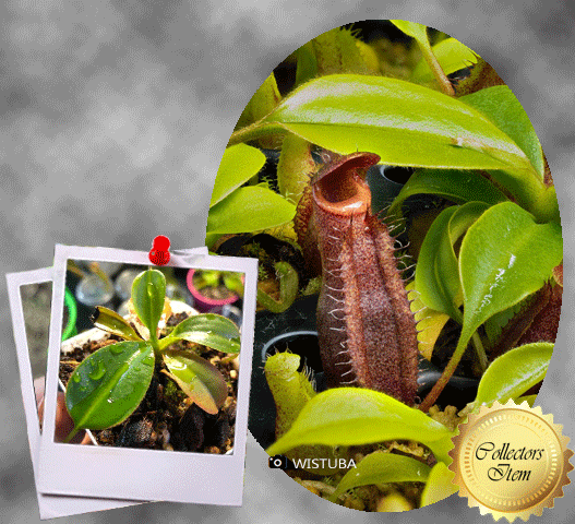 Tropical_pitcher_plant_Nepenthes_Lowii_Mulu_clone_7_x_Mira_Seed_grown_Andreas_Wistuba_Buy_rare_carnivorous_plants_in_South_Africa