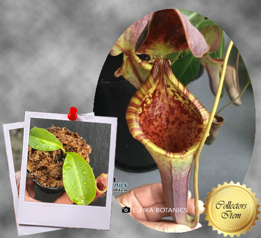 Nepenthes-Lowii-x-Campanulata-Exotica-plants-Special-Import_Tropical-pitchers-for-sale-at-Cultivo-Carnivores-in-South-Africa