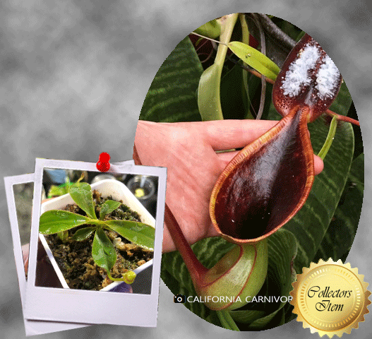 Nepenthes Lowii loc Gunung Mentapok Borneo ~ Wistuba * Buy and sell rare carnivorous plants in South Africa