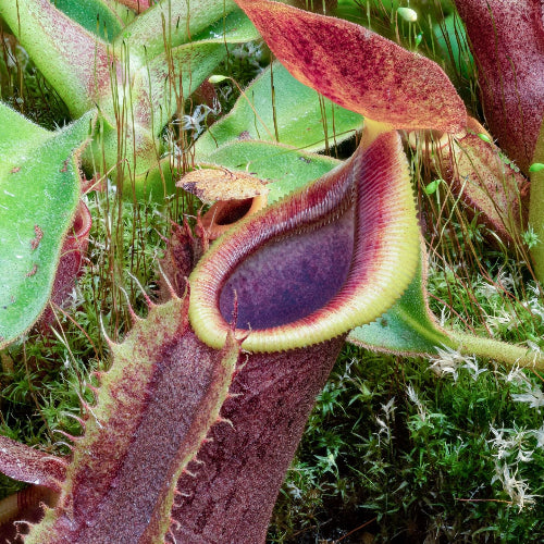 Mature Nepenthes hybrid (Spathulata x Spectabilis) x (Veitchii x Lowii) from Wistuba, Germany, showcasing a dark, pronounced peristome and rich colouration - For sale @ Cultivo carnivores, South Africa