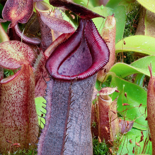 Intermediate Seed grown Nepenthes hybrid (Spathulata x Spectabilis) x (Veitchii x Lowii) from Wistuba, Germany, showcasing a dark, pronounced peristome and rich colours - For sale At Cultivo Carnivores South Africa