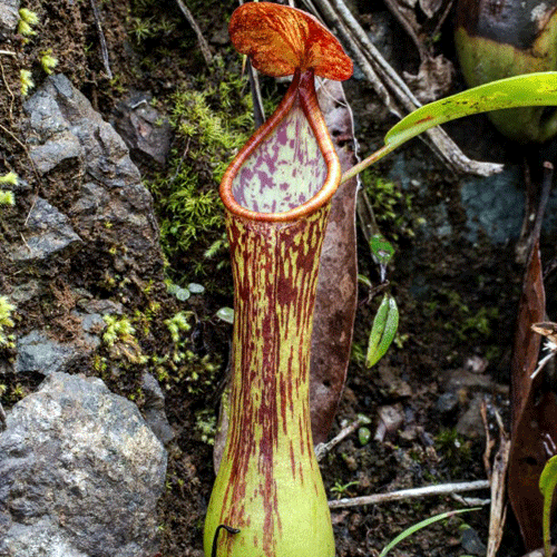 TROPICAL PITCHER PLANT: Nepenthes Cornuta (Mindanao, Philippines) * Wistuba * Carnivorous plants for sale South Africa