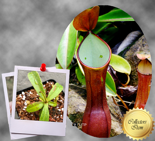 Nepenthes Reinwardtiana Red form loc Bario, Kelabit Highlands, Borneo [BCP ID# N335, N402] * Rare carnivorous plants for sale * Buy online in South Africa