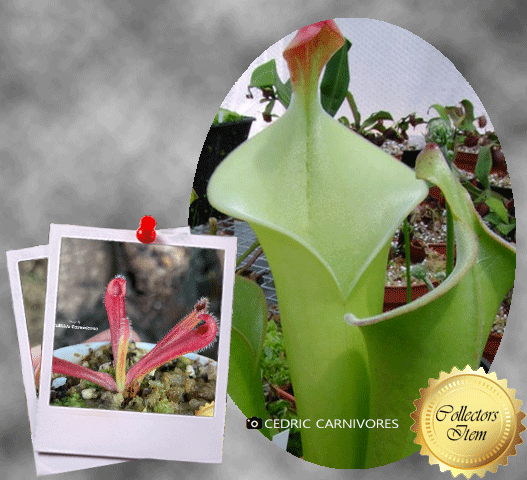 SUNPITCHER: Heliamphora Tatei var tatei loc Cerro Huachamacare, Venezuela for sale | Buy carnivorous plants and seeds online @ South Africa's leading online plant nursery, Cultivo Carnivores