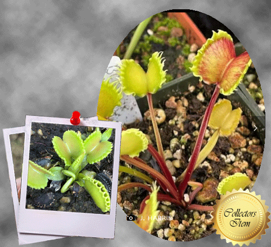 RARE_VENUS-FLYTRAP_Dionaea-Muscipula-Giant-Werewolf-Best-Carnivorous-Plants-CZ_carnivorous_for_sale_South Africa