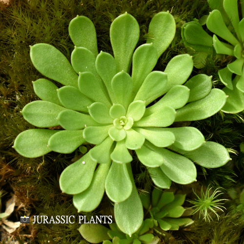 TRIGGER PLANT: Stylidium Debile (The frail trigger plant) for sale | Buy carnivorous plants and seeds online @ South Africa's leading online plant nursery, Cultivo Carnivores