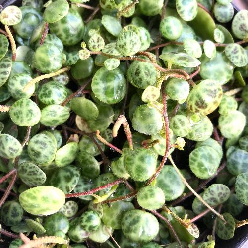 Terrarium plants for sale: Peperomia prostrata ~ String of Turtles : Buy online in South Africa