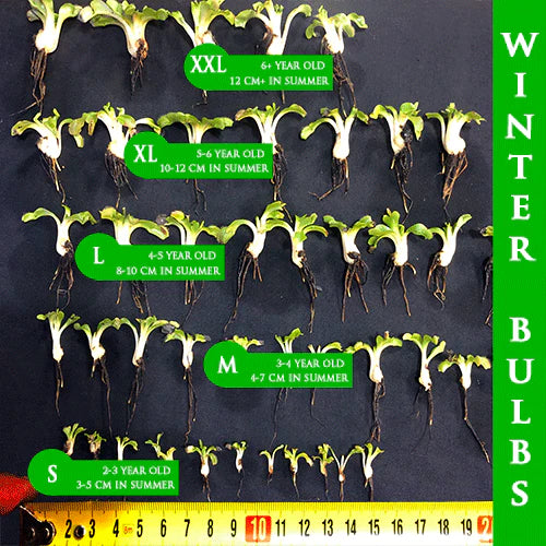 Venus fly trap winter bulbs sizes